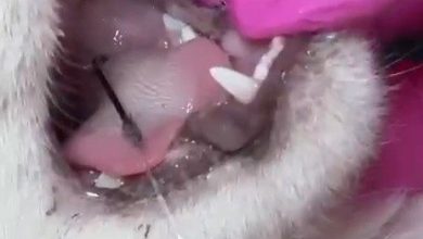 Balık artıklarını yemek isteyen kedinin ağzı ve ayağına olta kancası battı 2 balik artiklarini yemek isteyen kedinin agzi ve ayagina olta kancasi batti 66958a0286d1 |