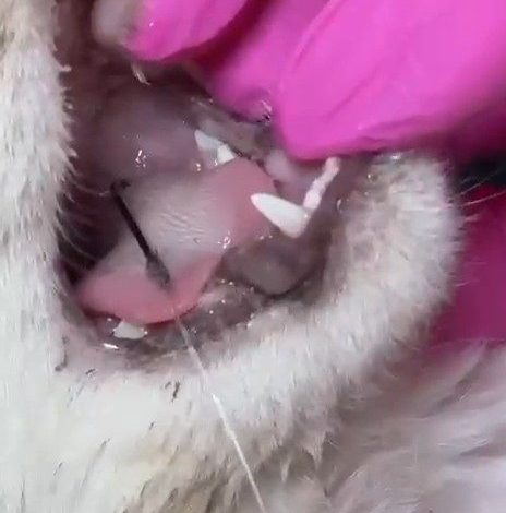 balik artiklarini yemek isteyen kedinin agzi ve ayagina olta kancasi batti 66958a0286d1 |