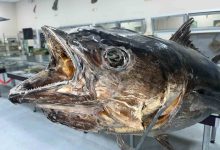 balik sevdasi deniz canlilari koleksiyon merkezinde hayat buldu e3372215dc3a |