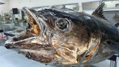 balik sevdasi deniz canlilari koleksiyon merkezinde hayat buldu e3372215dc3a |