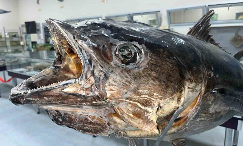 balik sevdasi deniz canlilari koleksiyon merkezinde hayat buldu e3372215dc3a |