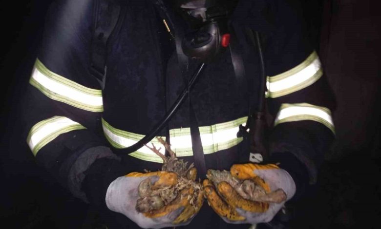 balikesirde 5 bin pilic yanginda telef oldu a9d35fefa040 e1763714191551 |