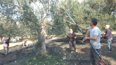 Balıkesir’de makineli hasat zeytinde verimi artırıyor 4 balikesirde makineli hasat zeytinde verimi artiriyor 2fb5bf492bfa |