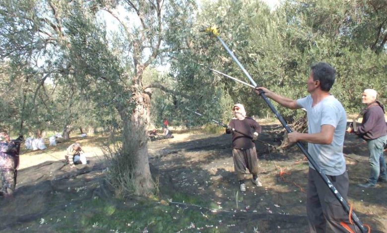 balikesirde makineli hasat zeytinde verimi artiriyor 2fb5bf492bfa |
