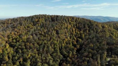 bigada sonbahar renklerine burunen ormanlar havadan goruntulendi 14a63e551006 |