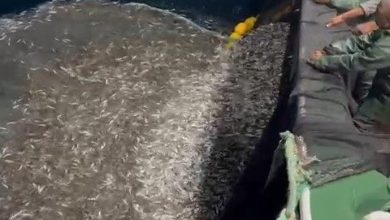 canakkalede balikcilardan ornek avcilik yavru baliklari denize geri saldi 90ec8bb5f6eb |