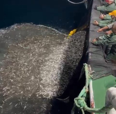 canakkalede balikcilardan ornek avcilik yavru baliklari denize geri saldi 90ec8bb5f6eb |