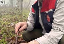 canakkalede hububat zararlisi suneye gecit yok b37ff50e5dc2 |