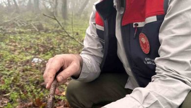 canakkalede hububat zararlisi suneye gecit yok b37ff50e5dc2 |