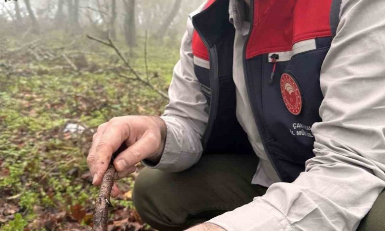 Çanakkale’de hububat zararlısı süneye geçit yok 1 canakkalede hububat zararlisi suneye gecit yok b37ff50e5dc2 |