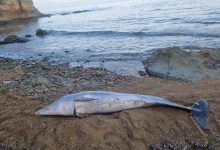 canakkalede olu yunus baligi sahile vurdu e16e1b01559b |