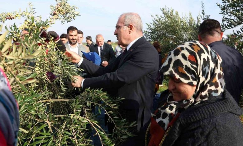 canakkalede protokol ile zeytin hasadi 1813af764982 |
