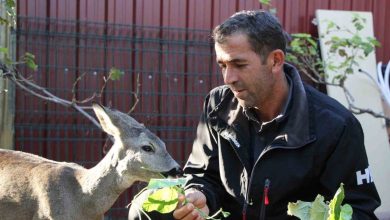 canakkalede yangindan kacan karaca koyun maskotu oldu 0537627bb668 |