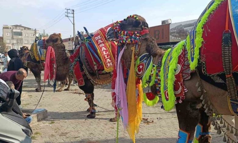 canda havut giydirme hayri duzenlendi 6bd5730708f5 |