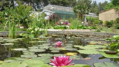 Ege Üniversitesinin endemik tür cenneti: Botanik Bahçesi 6 ege universitesinin endemik tur cenneti botanik bahcesi d0f1013701ee |