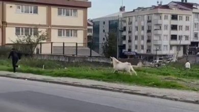 esenyurtta bir keci ogrencileri boyle kovaladi 1db42a4acab0 |