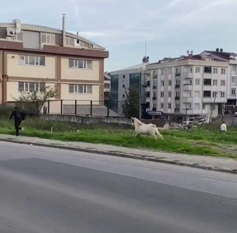 Esenyurt’ta bir keçi öğrencileri böyle kovaladı 1 esenyurtta bir keci ogrencileri boyle kovaladi 1db42a4acab0 |
