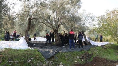 Geleceğin çiftçileri zeytin hasadında 3 gelecegin ciftcileri zeytin hasadinda 67f763fbf3a3 |