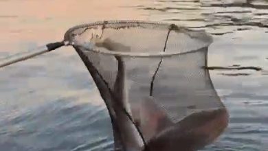 gemlik korfezinde balikcilarin oltasina kopek baligi takildi 5d2a1a1ee1eb |