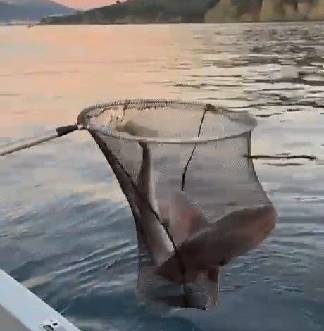 gemlik korfezinde balikcilarin oltasina kopek baligi takildi 5d2a1a1ee1eb |