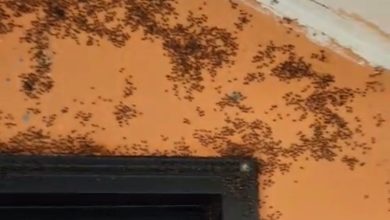 gonende kara sinek istilasi 79d3315212dc |