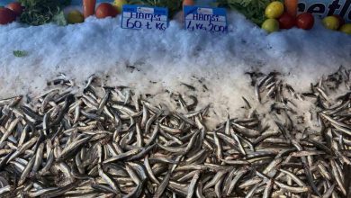 hamsi fiyati yuzleri guldurdu kilosu 60 liraya dustu 14a33adb8c59 |