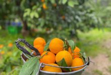 Havran Mandalinası’nda hasat vakti 50 havran mandalinasinda hasat vakti 7dcf4d851d77 |