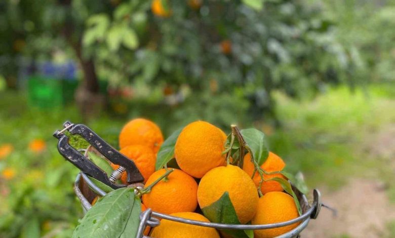 havran mandalinasinda hasat vakti 7dcf4d851d77 |