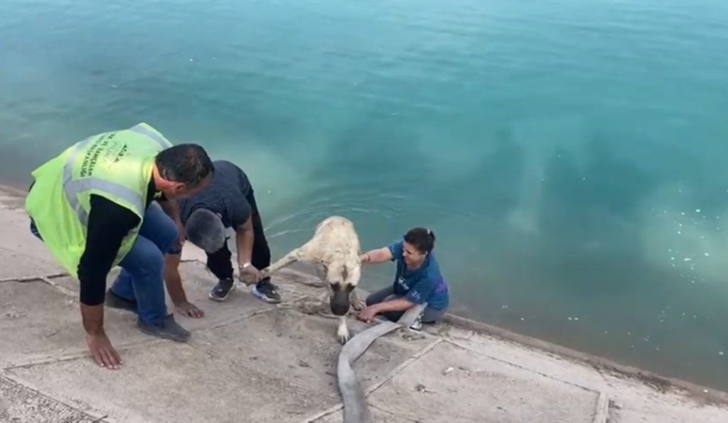 iki cocuklu kahraman anne firata dusen kangali boyle kurtardi 483211bb898b |