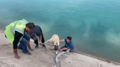 iki cocuklu kahraman anne firata dusen kangali boyle kurtardi 483211bb898b |