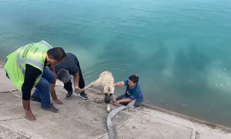 iki cocuklu kahraman anne firata dusen kangali boyle kurtardi 483211bb898b |