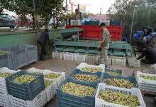 kazdaglarinda tescilli yesil cizik zeytin icin elek mesaisi basladi 015231fba615 |