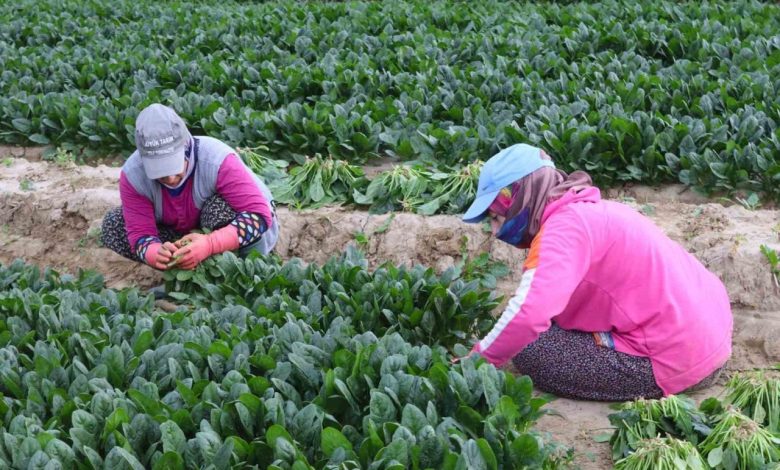 kis sebzesi ispanakta hasat bollugu f00dbed25ebb |