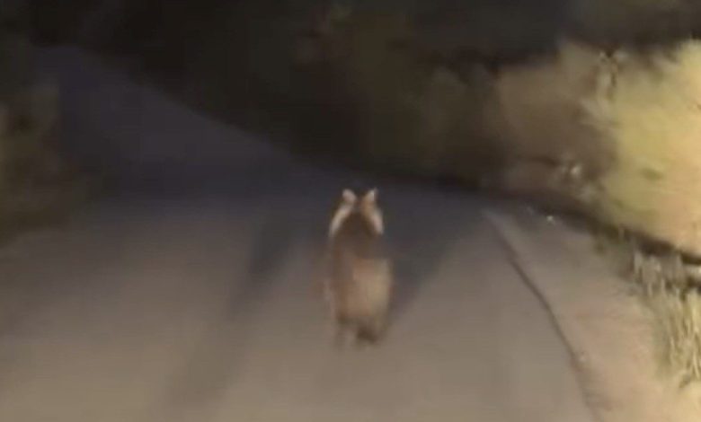 koy yolunda ayi ile arac yaristi e9edc15a6a0c |