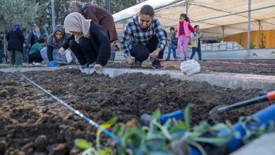 mahalle bostanlarinda kis dikimleri basladi c6be97ac339f |