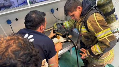 mazgala dusen kayip kopek ve yanginda mahsur kalan kediler itfaiyenin cabasiyla kurtarildi b1431e581cea |