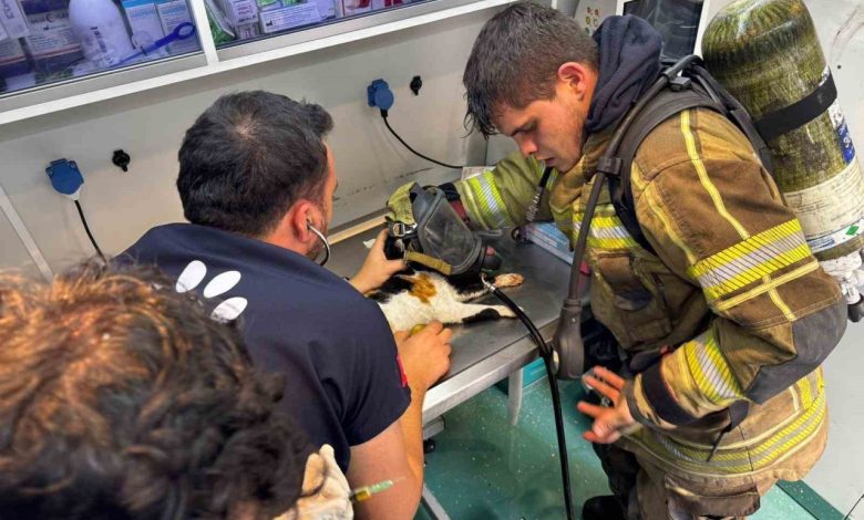 mazgala dusen kayip kopek ve yanginda mahsur kalan kediler itfaiyenin cabasiyla kurtarildi b1431e581cea |