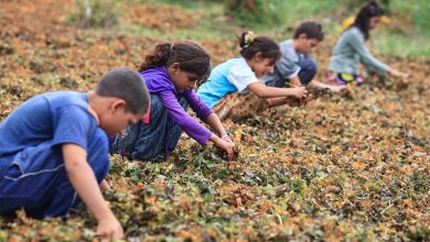 medya ordu 2012 keremyucel |