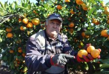 rekolte artti satsuma mandalinasi pazarda yerini aldi 0d016770aa41 |