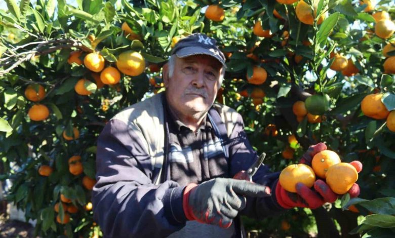 rekolte artti satsuma mandalinasi pazarda yerini aldi 0d016770aa41 |