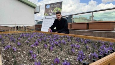 Ülkü Ocakları Genel Merkezi’nin terasında safran hasadı 3 ulku ocaklari genel merkezinin terasinda safran hasadi 23ff57246da3 |