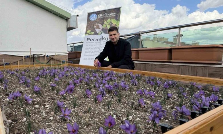 ulku ocaklari genel merkezinin terasinda safran hasadi 23ff57246da3 |