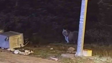 uludagda kis uykusuna yatmayan ayilar cop konteynerlerini talan etti a4da9c576b94 e1763105663482 |