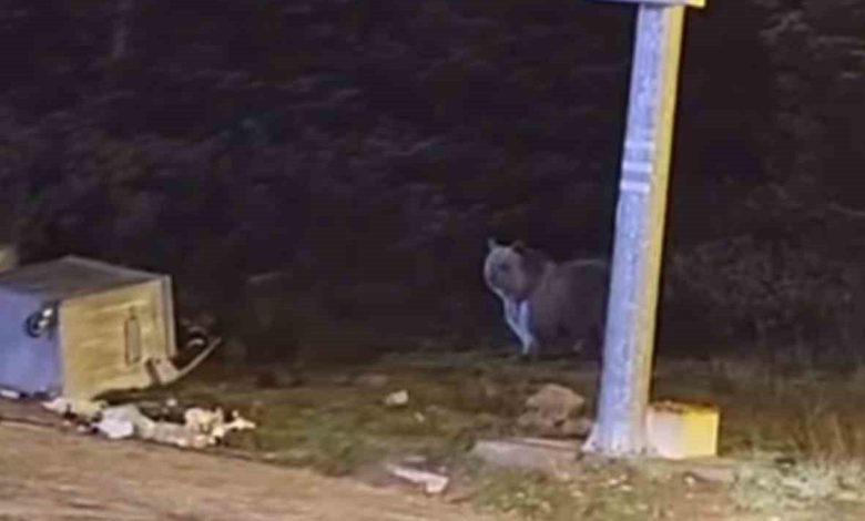 Uludağ’da kış uykusuna yatmayan ayılar, çöp konteynerlerini talan etti 1 uludagda kis uykusuna yatmayan ayilar cop konteynerlerini talan etti a4da9c576b94 e1763105663482 |