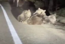 uludagda vahsi doganin en tatli ani anne ayi yavrularini emzirirken goruntulendi d36401489fdc |