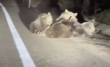 Uludağ’da vahşi doğanın en tatlı anı... Anne ayı yavrularını emzirirken görüntülendi 3 uludagda vahsi doganin en tatli ani anne ayi yavrularini emzirirken goruntulendi d36401489fdc |