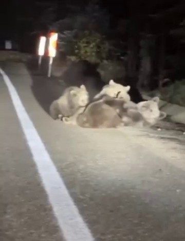 uludagda vahsi doganin en tatli ani anne ayi yavrularini emzirirken goruntulendi d36401489fdc |