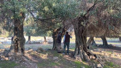 yuzlerce yildir ispanya ve italyadan sonra sadece gokceadada yetisiyor 8b18b6e69771 |