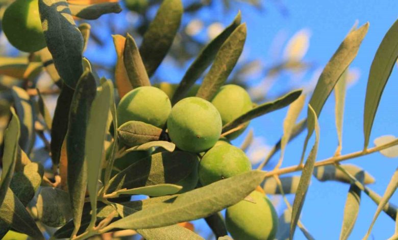 zeytin alirken nelere dikkat etmeli oleolog kivrak acikladi 52f312209285 |