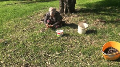 zeytinin en dogal hali karaburun furma zeytini hasadi basladi c1c60a561089 |